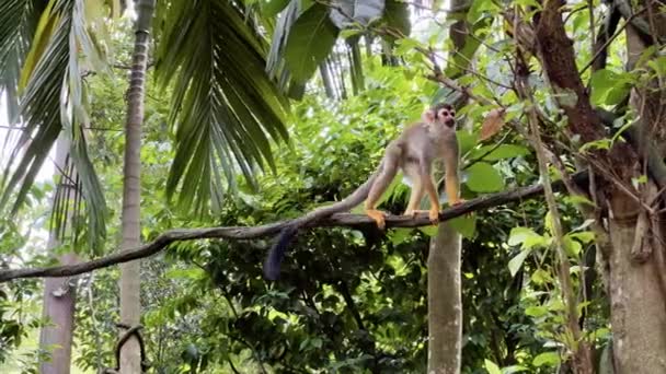 大人の一般的なリス猿はつるに不思議とシンガポールサファリリバーの驚異で緑の森のキャノピーの下で木に登る マンダイ動物園 — ストック動画