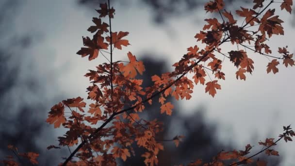 Eine Nahaufnahme Der Hellen Herbstblätter Auf Dem Dunklen Hintergrund Blätter — Stockvideo