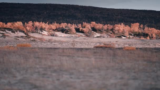 Sandy Dunes River Bank Dwarf Birch Trees Covered Orange Autumn — Stock Video