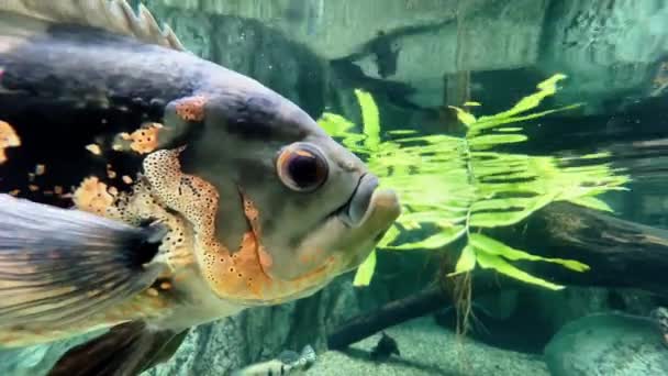 淡水魚 虎のオスカーのショットを閉じます アストロノータスOcellatus水泳やシンガポールサファリ川の驚異で水族館の水槽に浮かんで マンダイ動物園 — ストック動画