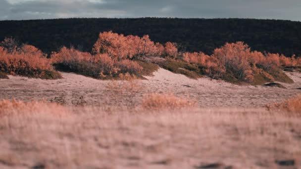 Trostlose Sanddünen Zwergbirken Übersät Mit Orangefarbenen Herbstblättern Wiegen Sich Wind — Stockvideo