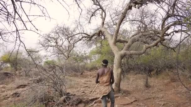 Cinematic Shot Tribal African Man Hunting Bow Arrow Middle Forest — Stock Video