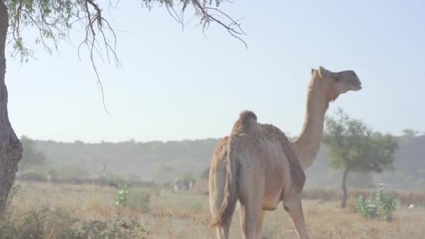 Camel Walking Away Tree Chewing Belochistan — стоковое видео