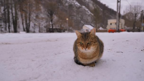 Een Schattige Nieuwsgierige Kat Buiten Winter Sneeuw — Stockvideo