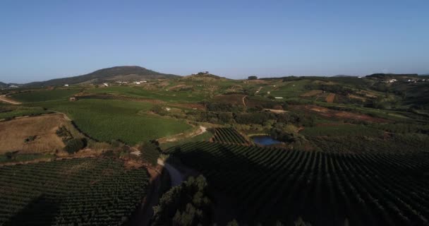 Vista Aerea Filari Vigneto Sul Campo Campagna Colline Agricole Contro — Video Stock