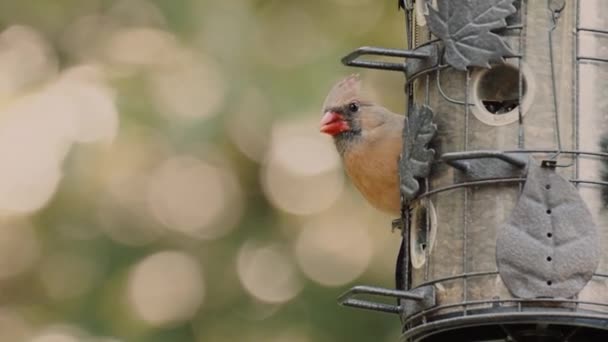 Nahaufnahme Eines Vogels Der Samen Von Einem Hölzernen Vogelfutterhäuschen Vordergrund — Stockvideo
