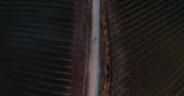 Topdown Seuraa Paria Kävelemässä Viinitarhojen Välillä Auringonlaskun Aikana Portugali — kuvapankkivideo