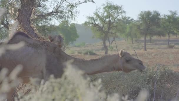 Några Kameler Äter Blad Från Bush Balochistan — Stockvideo