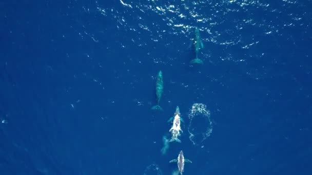 Una Vaina Ballenas Jorobadas Agua Azul Clara Del Océano Arriba — Vídeos de Stock