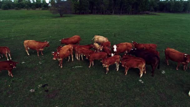 Stado Brązowych Krów Młodymi Cielętami Wypasa Się Pokojowo Zielonym Polu — Wideo stockowe