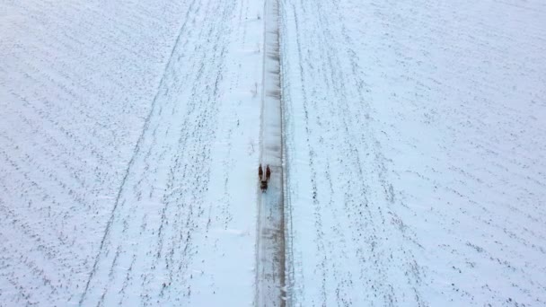 Horses Pull Sleigh Wintery Trail — Stock Video