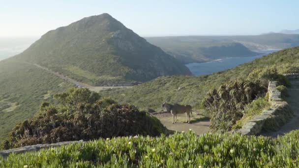 Antelope Eland Attraversando Sentiero Sulla Strada Capo Buona Speranza — Video Stock