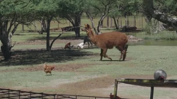 Camélidés Autres Animaux Dans Une Petite Ferme Plan Suivi — Video