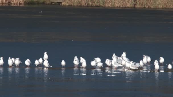 Black Headed Gulls Birds Frozen Winter Pond Slow Motion — Stock Video