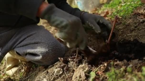 Boer Planten Bemesten Wijnstok Close Schot — Stockvideo