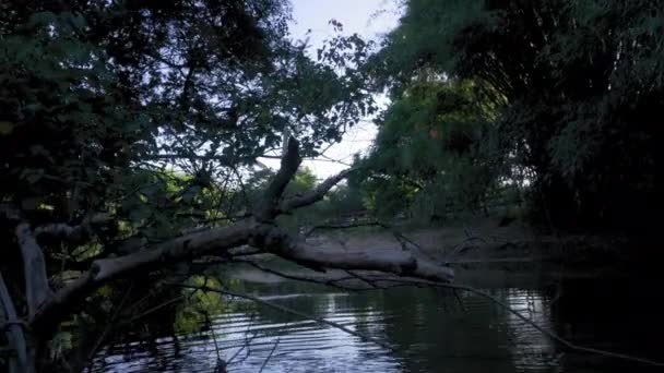 Feche Gimbal Tiro Cão Saindo Rio Entardecer — Vídeo de Stock