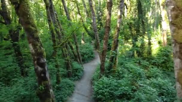 Luchtfoto Dolly Gaat Vooruit Door Bomen Boven Het Wandelpad Tryon — Stockvideo