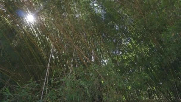 Beautiful Scene Reeds Riverbank Sunny Day Pan Tilt — Stock Video
