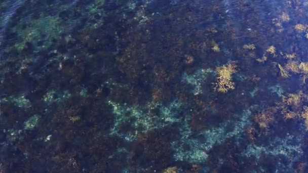 Seegras Und Korallenriffe Unter Kristallklarem Meerwasser Statisch — Stockvideo