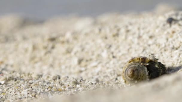 Close Legs Claw Hermit Crab Coming Out Shell Walking Beach — Stock Video