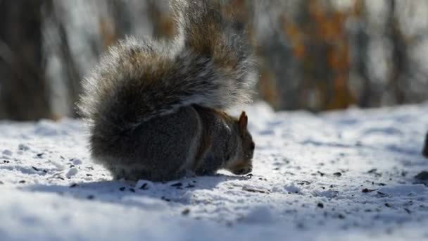 Zeitlupe Filmische Aufnahmen Eines Eichhörnchens Das Nahrung Vom Boden Frisst — Stockvideo