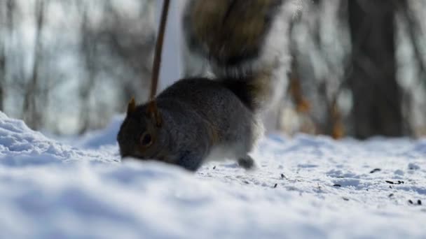 Imágenes Cinematográficas Cámara Lenta Una Ardilla Comiendo Comida Del Suelo — Vídeos de Stock