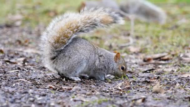다람쥐 위에서 먹이를 가까이 캐나다 몬트리올에서 — 비디오