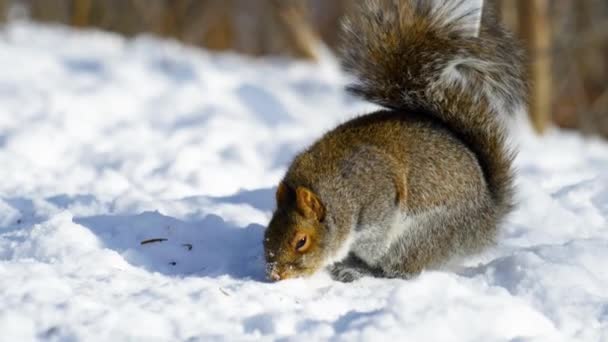 Imágenes Cinematográficas Cámara Lenta Una Ardilla Comiendo Comida Del Suelo — Vídeos de Stock