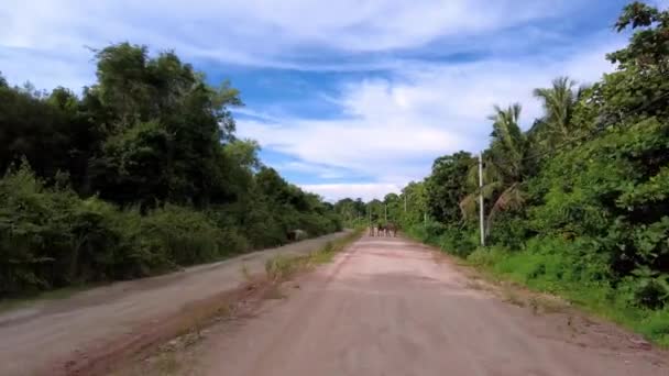 Montar Camino Tierra Roja Con Las Vacas Caminando Juntas — Vídeos de Stock