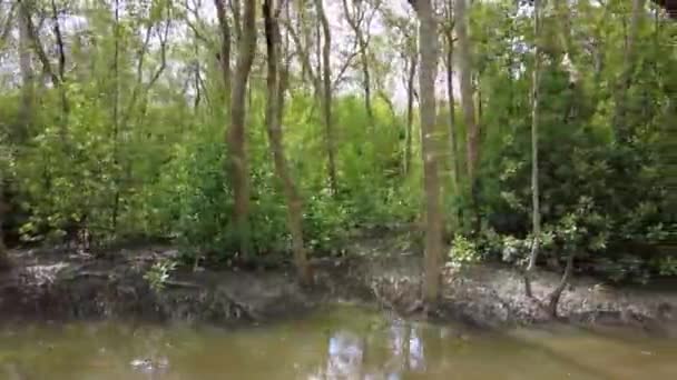 Deslizando Movimento Gimbal Sobre Manguezal Floresta Dia — Vídeo de Stock