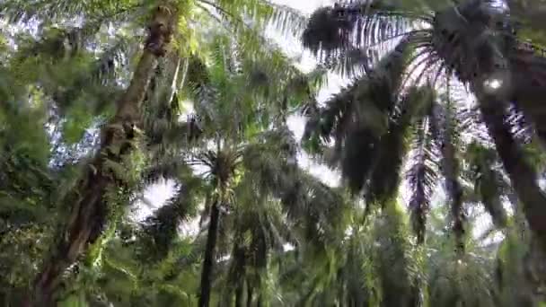 Blick Auf Die Spitze Der Ölpalmen Malaysia Mit Sonnigem Sonnenlicht — Stockvideo