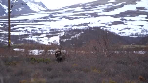 Wild Muskox Scratches Fur Birch Mountain Range Dovrefjell — Stock Video