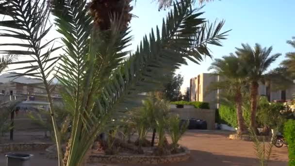 Palme Che Danzano Piccolo Villaggio Sulla Spiaggia — Video Stock