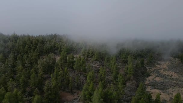 Туманный Национальный Парк Portillo Bajo Недалеко Вулкано Тейде Тенерифе Испания — стоковое видео