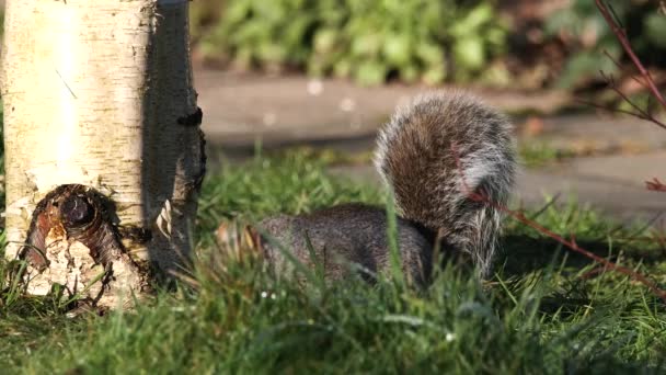 Alimentação Animal Cinzenta Roedor Esquilo Solo Pela Árvore Bétula Prata — Vídeo de Stock
