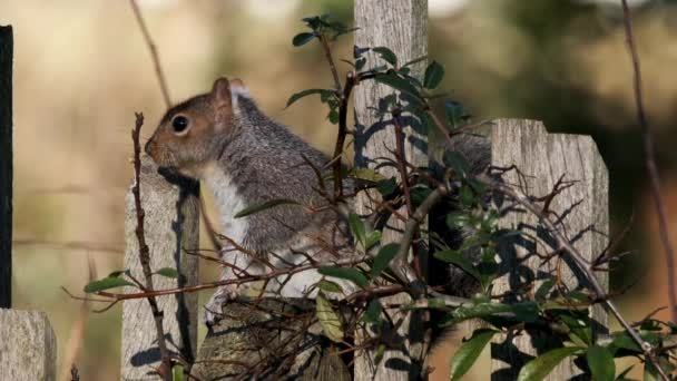 Grey Squirrel Rodent Sentado Esperando Cerca Reino Unido — Vídeo de Stock