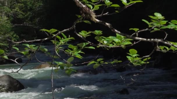 Πλύσιμο Του Νερού Στο Ποτάμι Του Nooksack Falls Κατά Μήκος — Αρχείο Βίντεο
