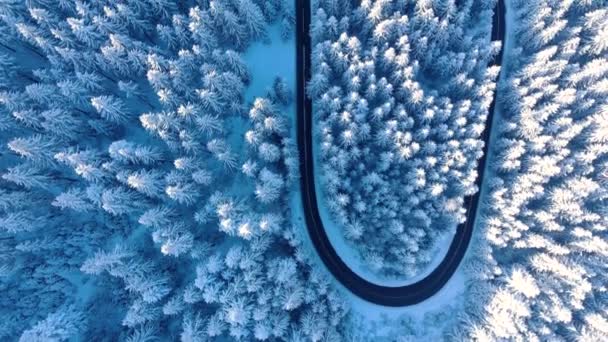 Scénický Pohled Bílé Koruny Stromů Vinoucí Asfalt Road Během Zimy — Stock video