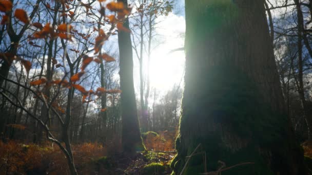 Cinemática Todavía Toma Árbol Cubierto Musgo Bosque Día Soleado Contra — Vídeos de Stock