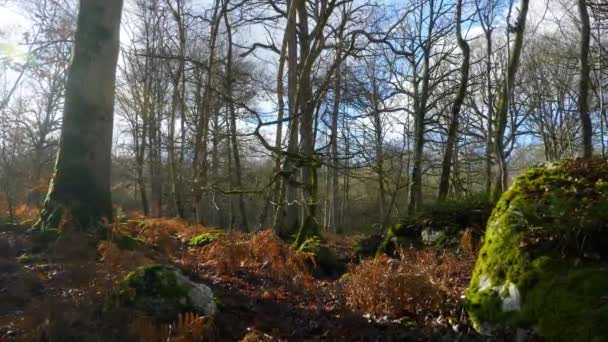 Paesaggio Cinematografico Ancora Girato Zoom Albero Coperto Muschio Nella Foresta — Video Stock