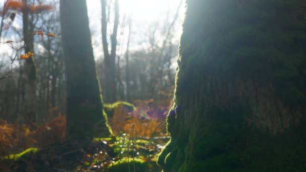 4K在阳光明媚的日子里 在森林里 仍然拍摄着一棵覆盖着苔藓的树的照片 — 图库视频影像