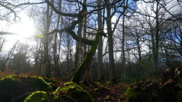 Κινηματογραφική Λήψη Ενός Δέντρου Καλυμμένου Βρύα Στο Δάσος Μια Ηλιόλουστη — Αρχείο Βίντεο