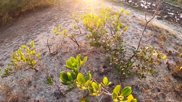 Felnéz Gyönyörű Napfelkeltére Sáros Föld Felett Folyó Mellett Sunshine Coast — Stock videók