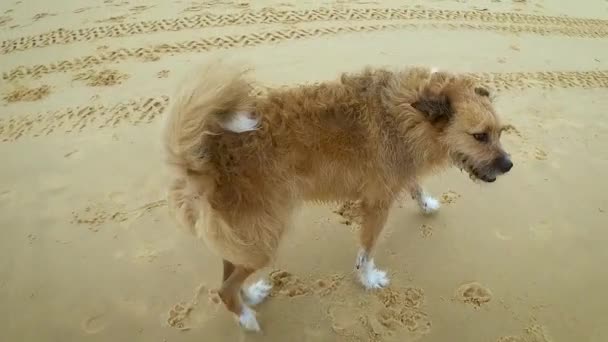 流浪狗被遗弃或无家可归的流浪狗在没有主人的海滩上游荡车辙在沙滩上 — 图库视频影像