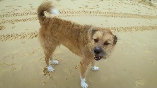 Zlý Zatoulaný Ošuntělý Pes Opuštěn Pláži Stopy Jsou Pozadí — Stock video