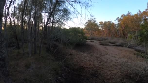 夜明けにオーストラリアのアウトバックの木のシルエットを見て回る クイーンズランド州サンシャインコースト — ストック動画