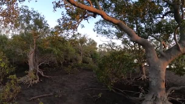 Mangrovlar Avustralya Kırsalında Gün Doğumunda Bir Nehir Günışığı Sahili Queensland — Stok video