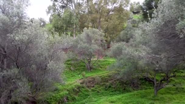 Piękne Drzewa Oliwne Parku Pod Nerją Hiszpanii Kolorowe Środowisko Hiszpańskiej — Wideo stockowe