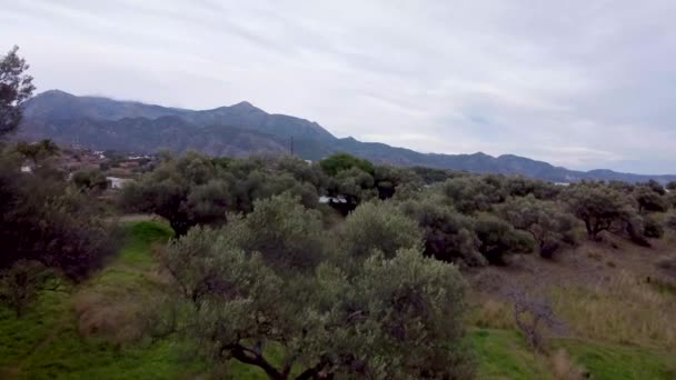 Survoler Cime Des Oliviers Dans Parc Dehors Nerja Espagne Belles — Video