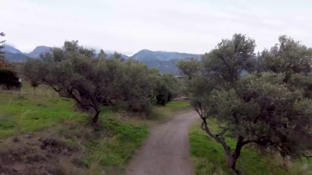 Rückwärts Über Einen Feldweg Einem Park Olivenbäume Wachsen Auf Den — Stockvideo